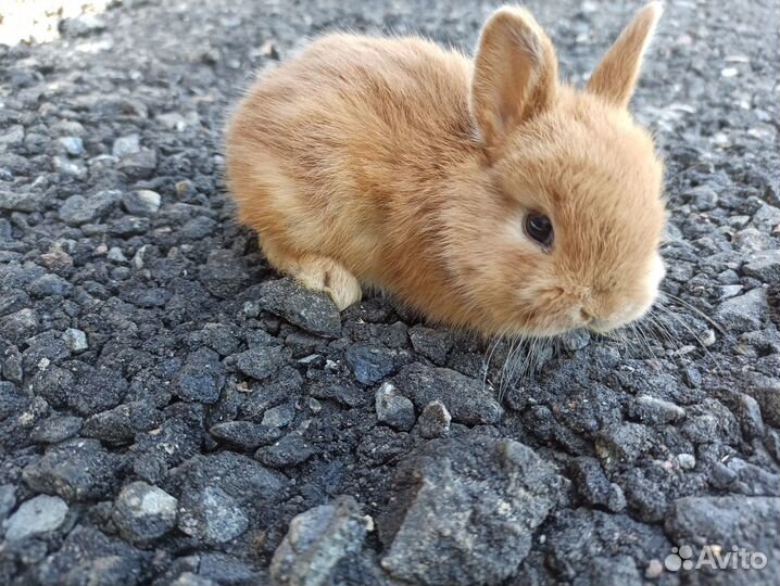 Крольчата декоративные