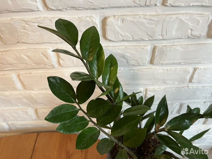 Замиокулькас