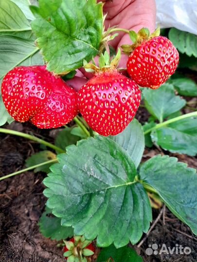 Рассада земляники Азия, Альба, Брилла, Сирия и т д