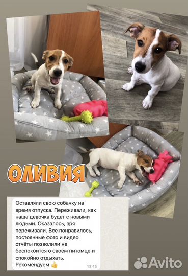 Передержка кошек и собак, зооняня, догситер