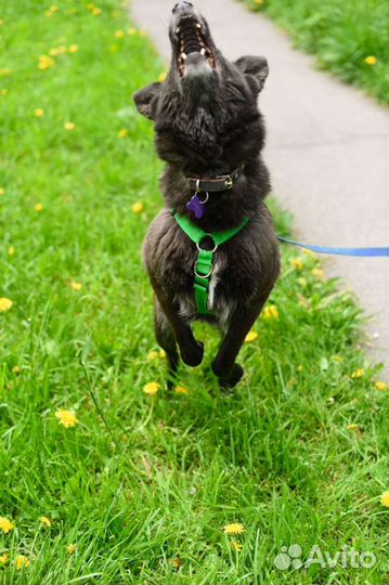 Невероятный Мик ищет дом