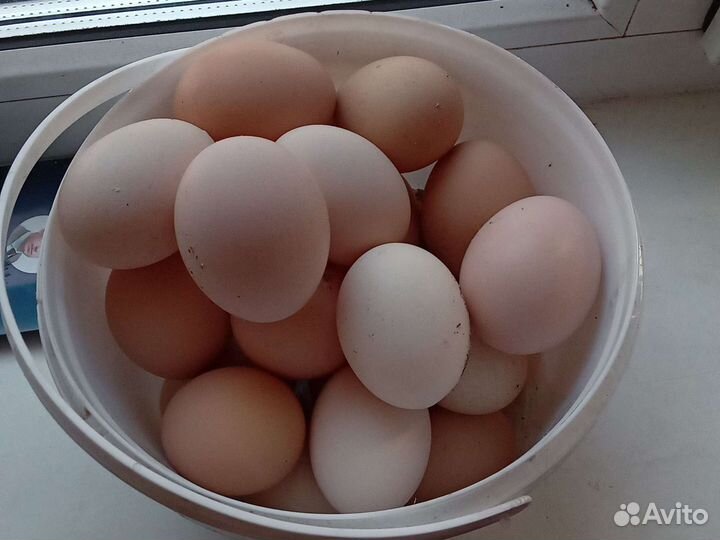 Яйцо домашнее