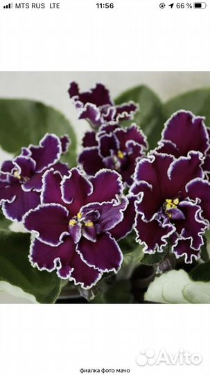 Детки и розетки сортовых фиалок