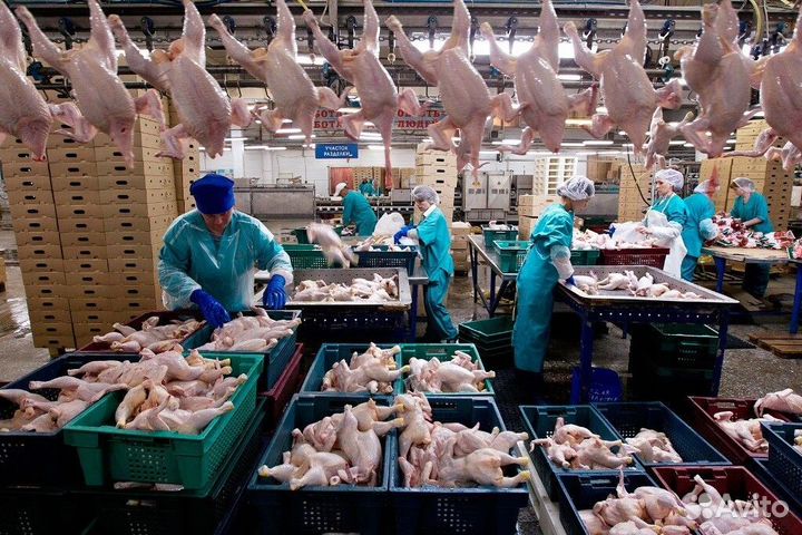 Вакансии на птицефабрике: вахтовый метод Челябинск