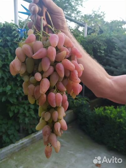 Саженцы