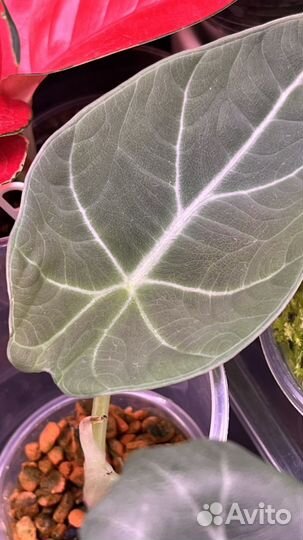 Алоказия махарани