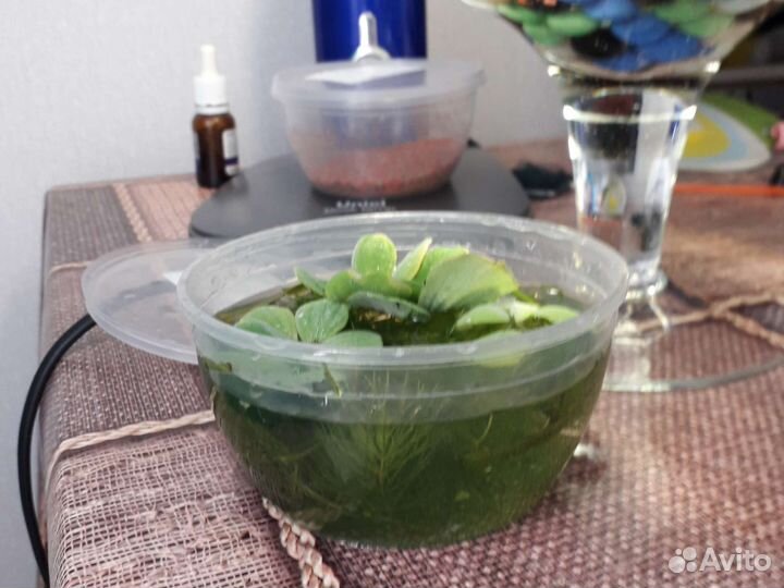 Растения для флорариума