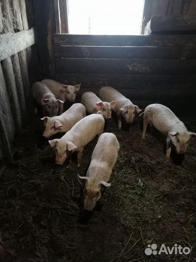 Поросята