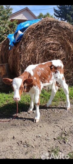 Телята бычки