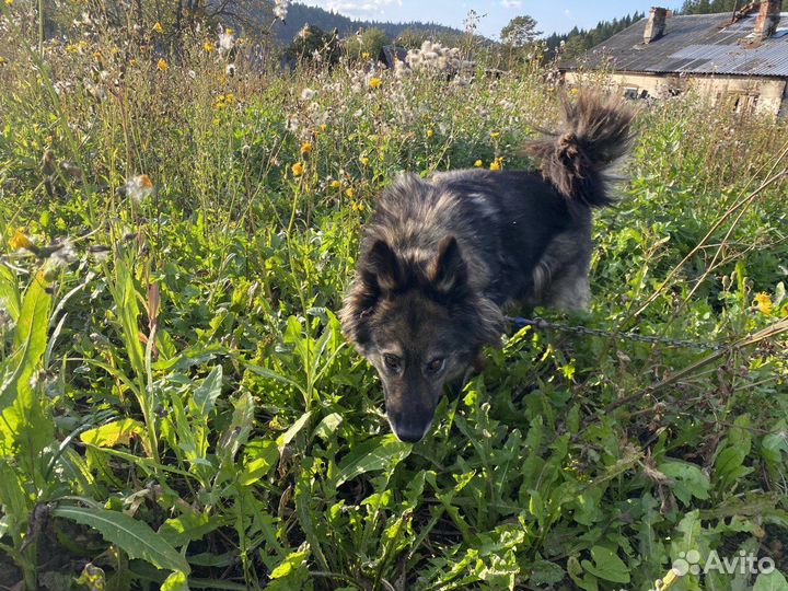 Собакам нужен дом, в связи с переездом