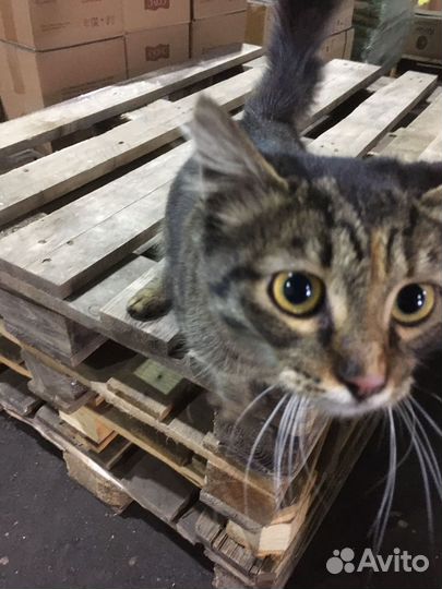 Кошечка- подросток