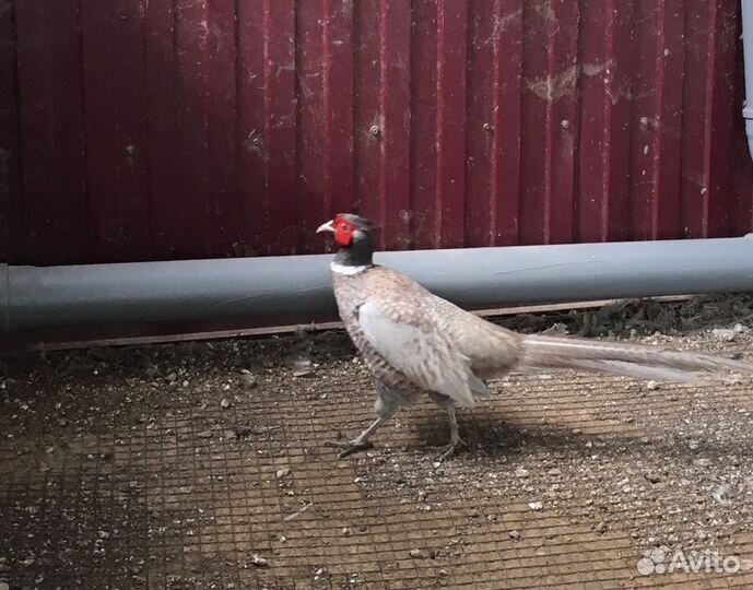 Цесарки молодые