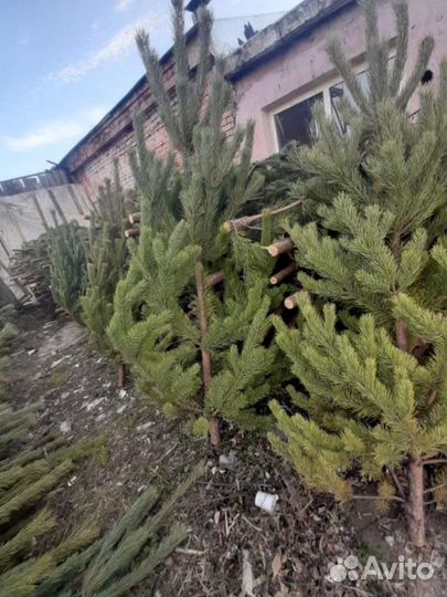 Сосна Рождественская