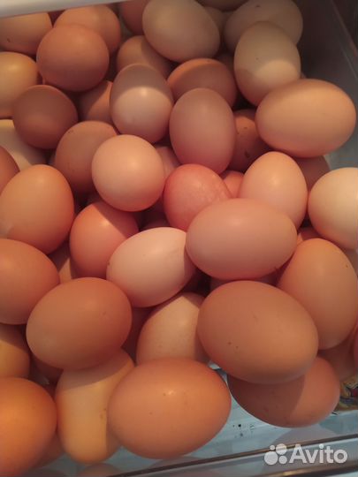 Домашние куриные яйца