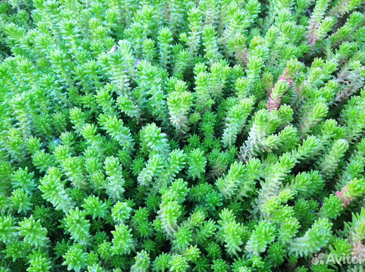 Многолетние цветы