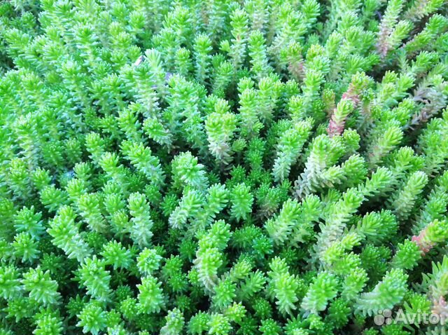 Многолетние цветы