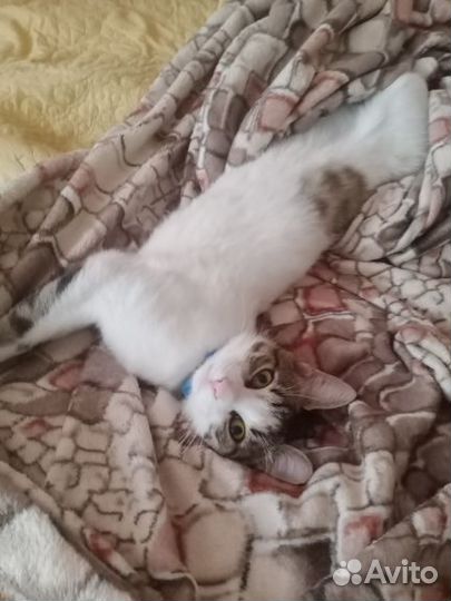 Котик Базиль