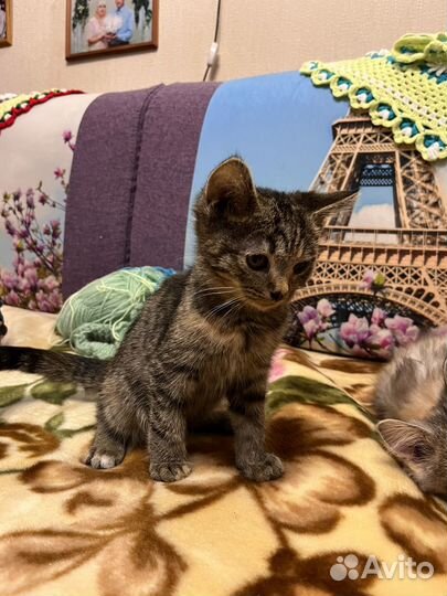 Котята отдам в добрые руки бесплатно