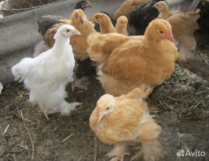 Куры молодки, подрощенные цыплята
