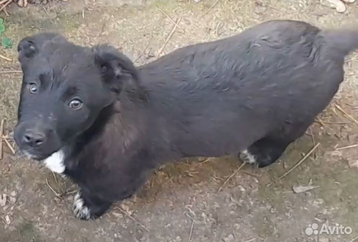 Щенки-мальчики