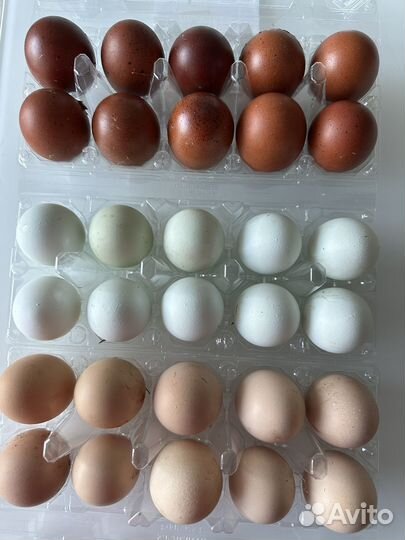 Инкубационное яйцо кур