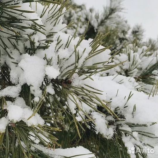 Ель новогодняя оптом и в розницу