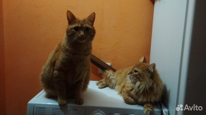 Коты в добрые руки бесплатно