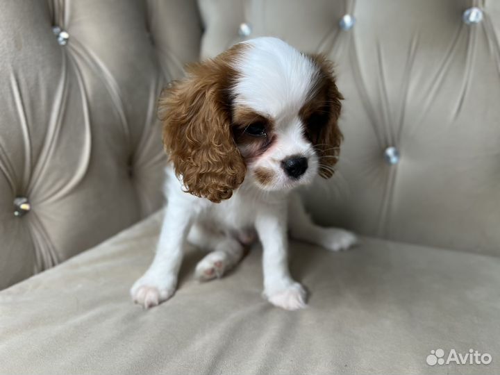 Кавалер кинг чарльз спаниель щенки РКФ