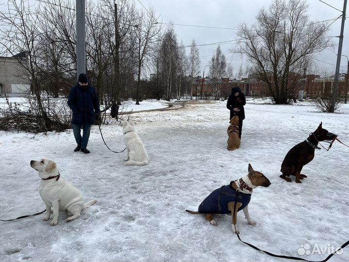 Набор в группу по дрессировке собак