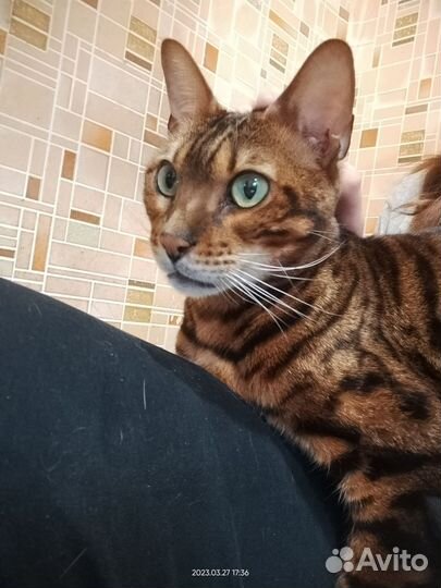 Бенгальский кот