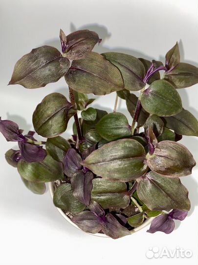 Традесканция