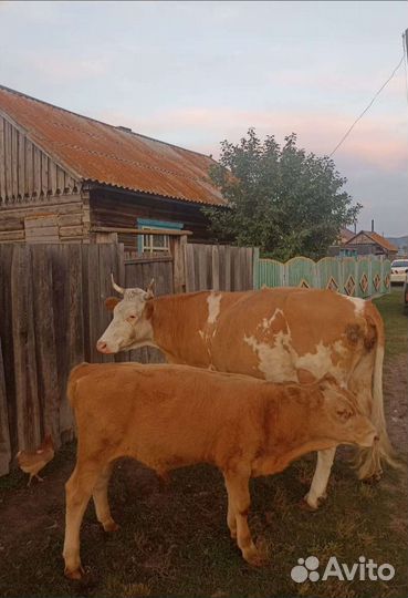 Коровы и телята, овцы и ягнята