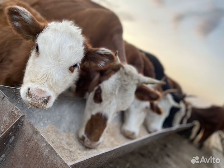 Корова стельная