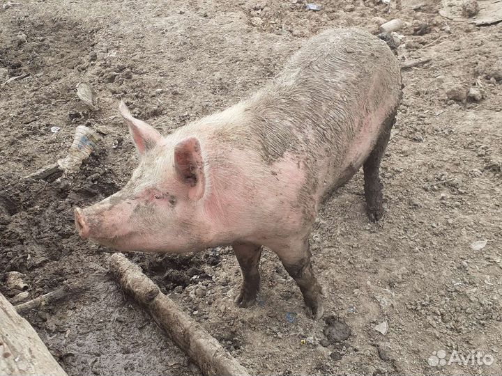 Продаю свиньи по 5 месяцев