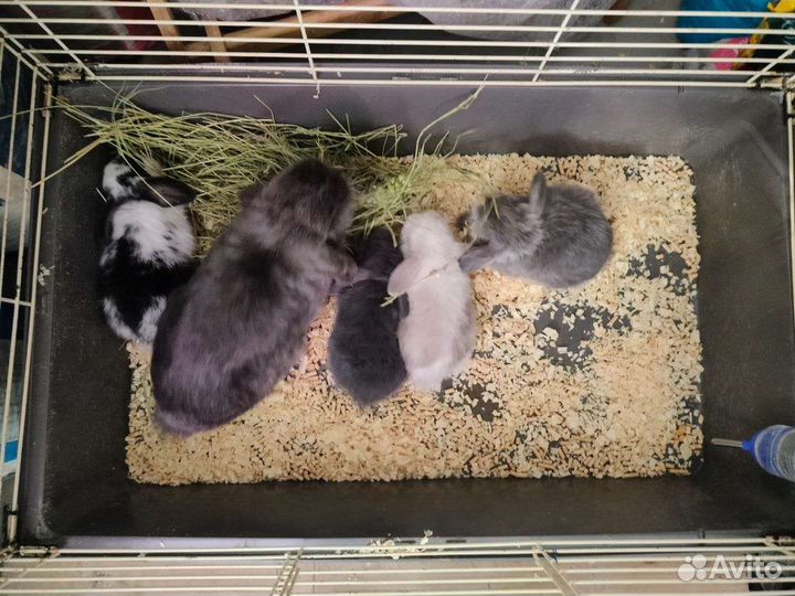 Вислоухие крольчата
