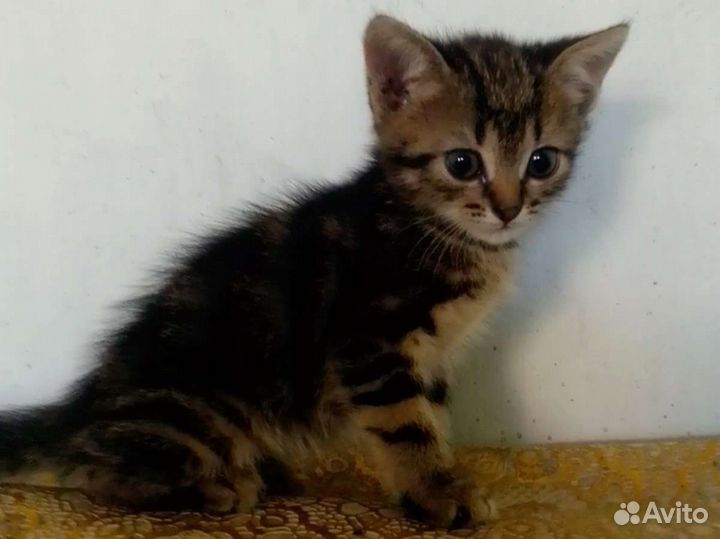 Котенок в добрые руки