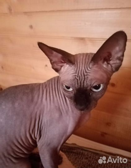 Сфинкс кошечка в добрые руки