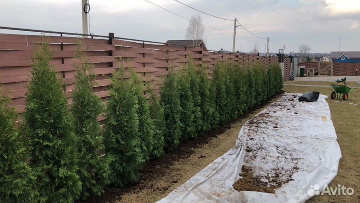 Туя западная Колумна 1.5-1.7 м
