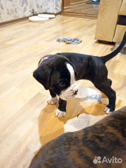 Продам боксер собака