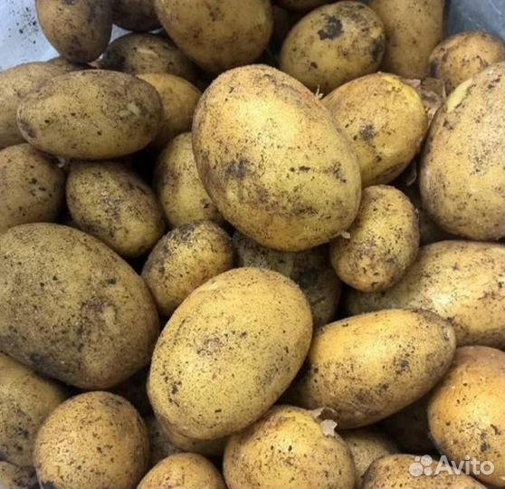 Продам картофель