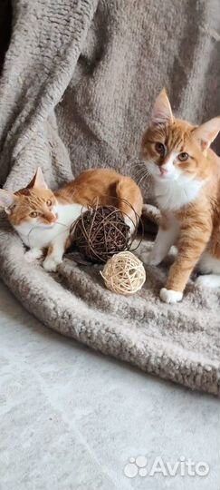 Ищут дом два суперских котенка Финик и Локи