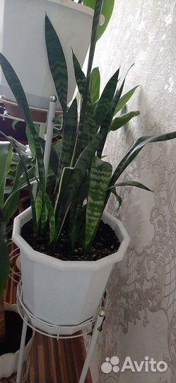 Комнатные растения