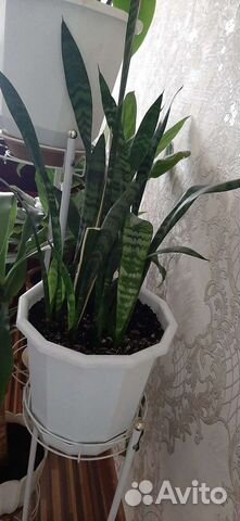 Комнатные растения