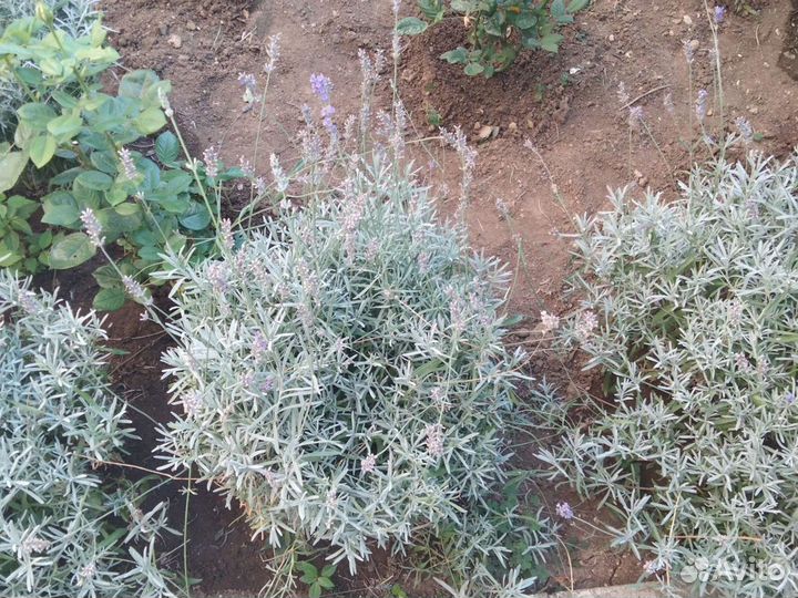 Лаванда, лавандин