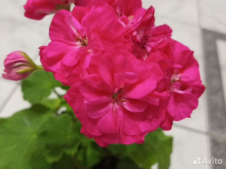 Пеларгония розалинда