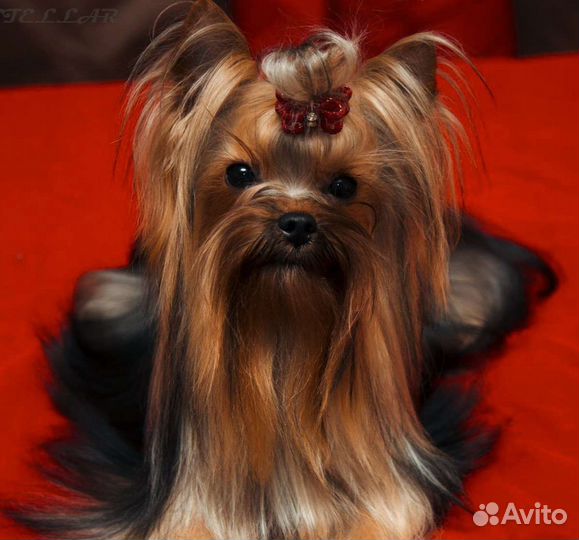 Замечательный мачо