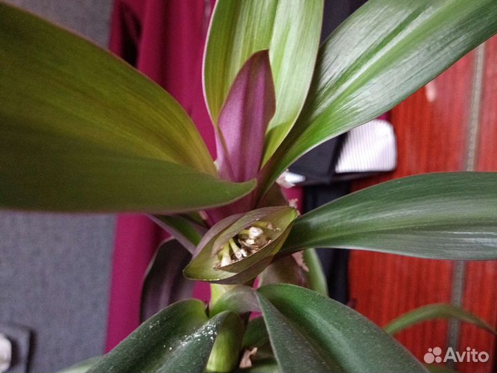 Традесканция рео,ладья Моисея, бегония крапчатая