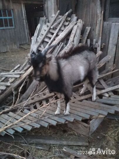 Козлик и коза, 8 мес