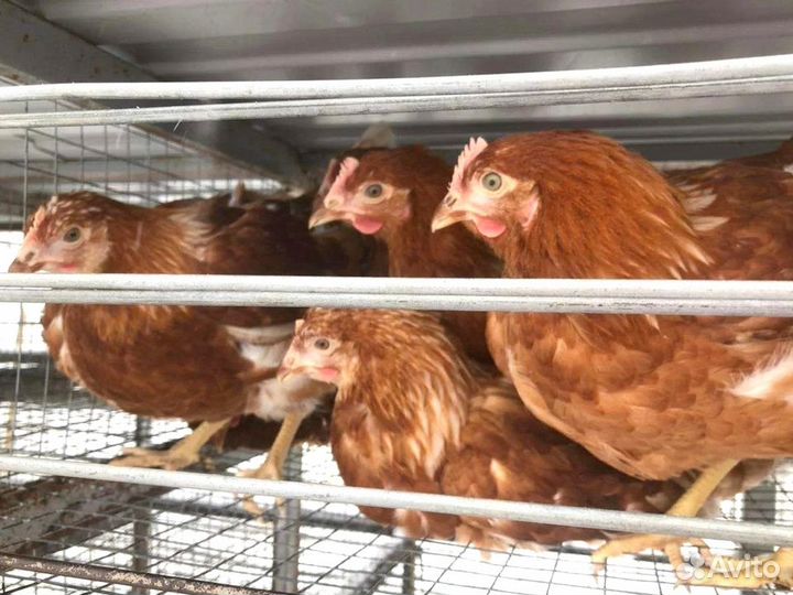 Куры несушки