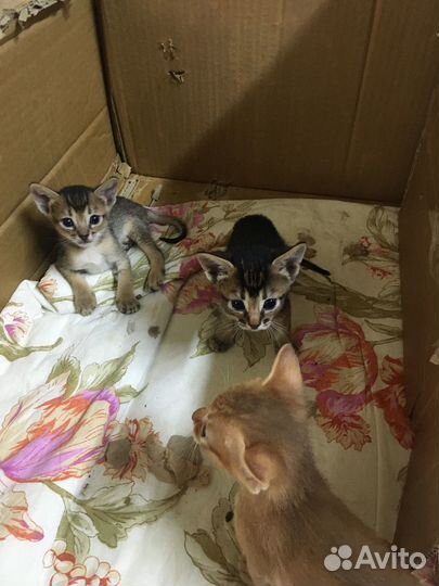 Абиссинские котята